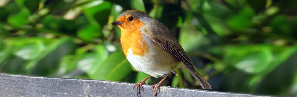 Vogels in je tuin Tuincentrum Tuinwereld