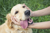 Dierendag: 10 tips voor een huisdiervriendelijke tuin!