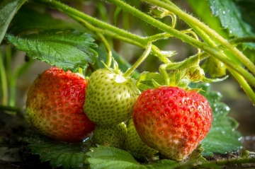 Lente in de moestuin