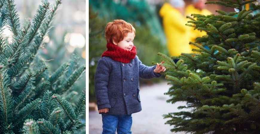 Monarch delicaat afschaffen Kerstbomen - Tuincentrum Tuinwereld