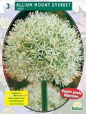 Allium Mount Everest per 3