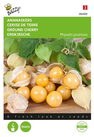 Buzzy® Ananaskers Physalis pruinosa - afbeelding 1