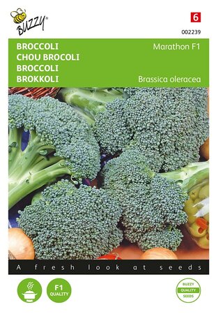 Buzzy® Broccoli Marathon F1 - afbeelding 1