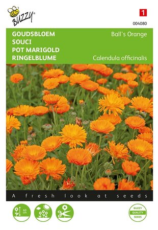 Buzzy® Calendula, Goudsbloem Ball’s Orange dubbelbloemig - afbeelding 1