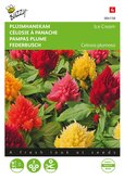 Buzzy® Celosia, Pluimhanekam Ice Cream gemengd - afbeelding 1