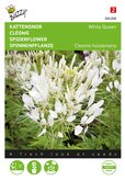 Buzzy® Cleome, Kattensnor White Queen - afbeelding 1