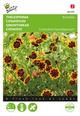 Buzzy® Cosmidium, Thelesperma Brunette - afbeelding 1