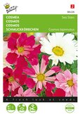 Buzzy® Cosmos, Cosmea Sea Stars gemengd - afbeelding 1