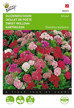 Buzzy® Dianthus, Duizendschoon dubbelbloemig gemengd - afbeelding 1