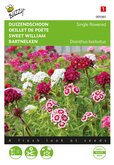 Buzzy® Dianthus, Duizendschoon enkelbloemig gemengd - afbeelding 1