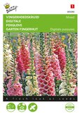 Buzzy® Digitalis, Vingerhoedskruid Gemengd - afbeelding 1