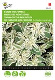 Buzzy® Euphorbia, Bonte Wolfsmelk - afbeelding 1