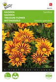 Buzzy® Gazania Sunshine gemengd - afbeelding 1