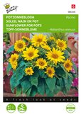 Buzzy® Helianthus, lage Potzonnebloem Pacino - afbeelding 1