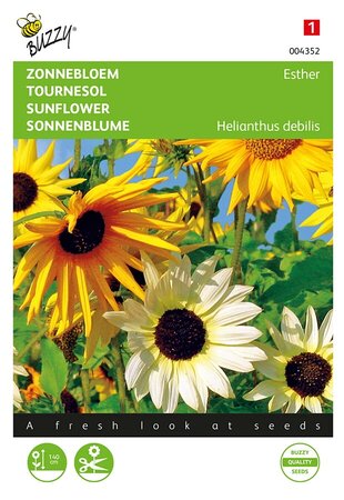 Buzzy® Helianthus, Zonnebloem Esther - afbeelding 1