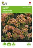 Buzzy® Limonium, Lamsoor Apricot shades - afbeelding 1