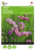 Buzzy® Limonium, Lamsoor Fortune Deep Rose - afbeelding 1