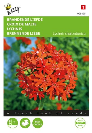 Buzzy® Lychnis, Brandende Liefde - afbeelding 1