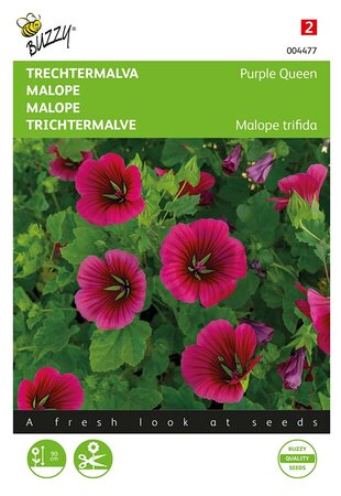 Buzzy® Malope, Trechtermalva Purple Queen - afbeelding 1