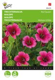 Buzzy® Malope, Trechtermalva Red Queen - afbeelding 1