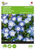 Buzzy® Nemophila, Haagbloem Hemelsblauw - afbeelding 1