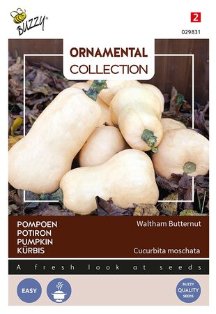 Buzzy® Ornamental Pompoen Waltham Butternut - afbeelding 1