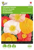 Buzzy® Papaver, IJslandse Excelsior gemengd - afbeelding 1