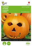 Buzzy® Pompoenen Jack O'Lantern (Cucub.Pepo) - afbeelding 1