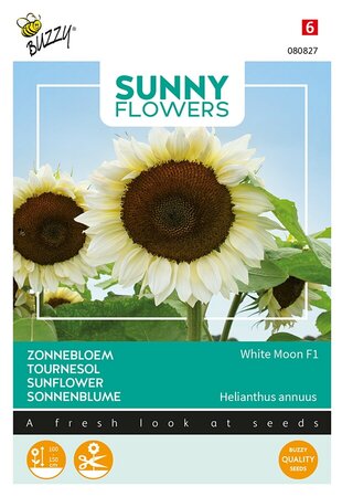 Buzzy® Sunny Flowers, Zonnebloem White Moon F1 - afbeelding 1