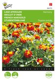 Buzzy® Tagetes, lage Afrikaan Petite Harmony - afbeelding 1