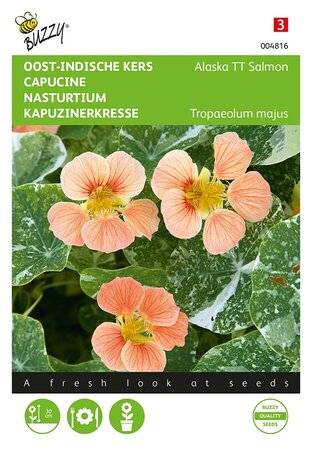 Buzzy® Tropaeolum, Oost-indische kers Alaska TT Salmon - afbeelding 1