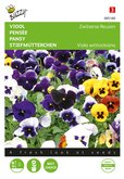 Buzzy® Viola, Viool Zwitserse Reuzen gemengd - afbeelding 1