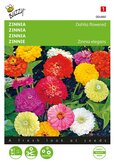 Buzzy® Zinnia Dahliabloemig gemengd - afbeelding 1