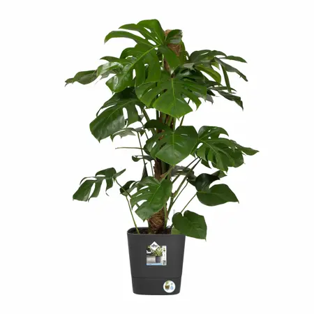 Elho Bloempot Greensense Aqua Care vierkant 30cm grijs - afbeelding 3