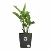 Elho Bloempot Greensense Aqua Care vierkant 38cm grijs - afbeelding 3