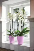 Elho Brussels Diamond Orchidee Hoog 12,5 Paars - afbeelding 3