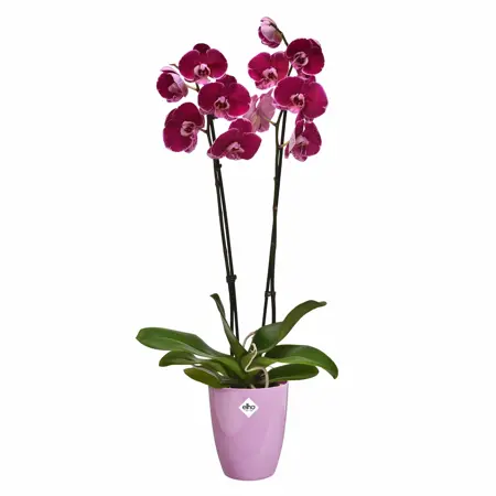 Elho Brussels Diamond Orchidee Hoog 12,5 Paars - afbeelding 2