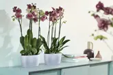 Elho Brussels Orchidee Duo 25 - Transparant - L 25 x B 13 x H 12 cm - Binnen - 100% gerecycled - afbeelding 3