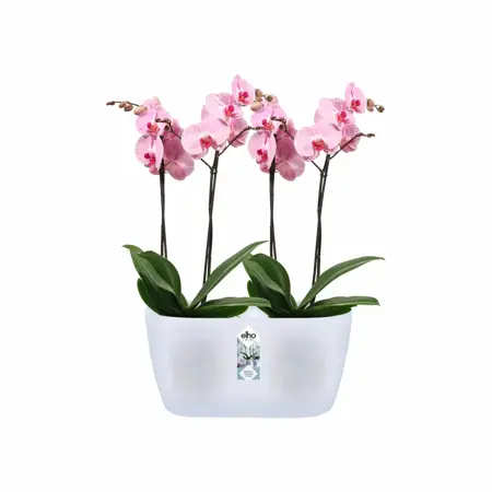 Elho Brussels Orchidee Duo 25 - Transparant - L 25 x B 13 x H 12 cm - Binnen - 100% gerecycled - afbeelding 2