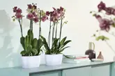 Elho Brussels Orchidee Duo 25 - Wit - L 25 x B 13 x H 12 cm - Binnen - 100% gerecycled - afbeelding 3