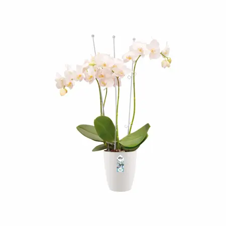 Elho Brussels Orchidee Hoog 12,5 - Wit - Ø 13 x H 16 cm - Binnen - 100% gerecycled - afbeelding 3