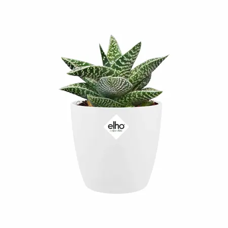 Elho brussels rond mini 10,5cm - afbeelding 3