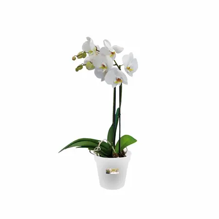 Elho green basics orchidee 15cm - afbeelding 3