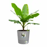 Elho Bloempot Greensense Aqua Care rond 30cm grijs - afbeelding 4