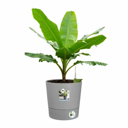 Elho Bloempot Greensense Aqua Care rond 35cm grijs - afbeelding 4