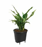 Elho self-watering insert - ⌀ 33 cm - afbeelding 3