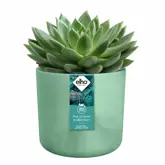 Elho The Ocean Collection Round 16 cm Groen - afbeelding 3