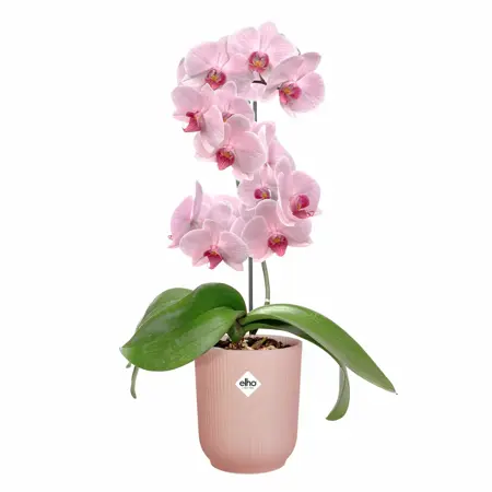 Elho Vibes Fold Orchidee Hoog 12,5 Roze - afbeelding 3