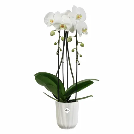 Elho Vibes Fold Orchidee Hoog 12,5 Wit - afbeelding 2