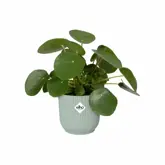 Elho Vibes Fold Rond 16 cm Groen - afbeelding 2